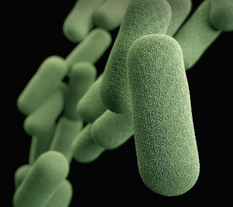 Can You Test Your Gut Microbiome? Here’s How!