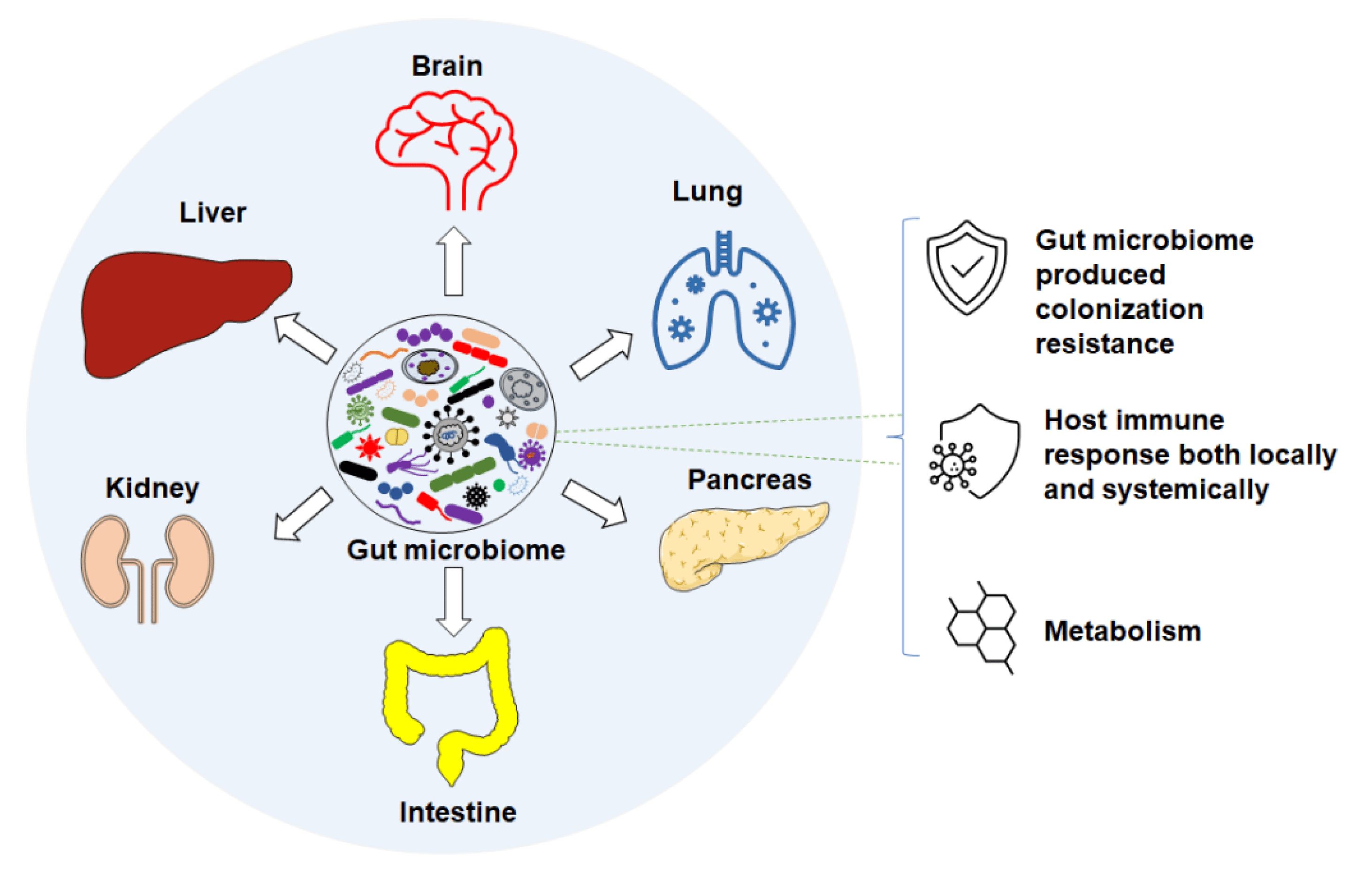 does gut microbiome affect the brain