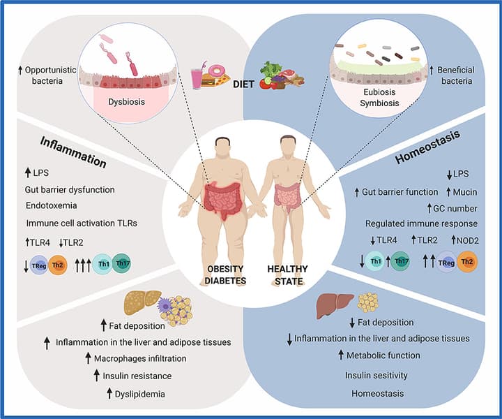 how does diet affect gut microbiome