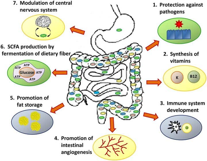 how important is the gut microbiome