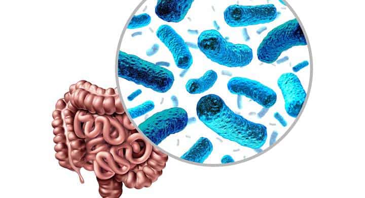how much does the microbiome weigh