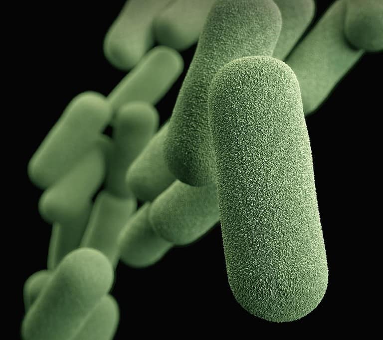 How Does Gut Microbiome Affect Immune System: A Family Guide