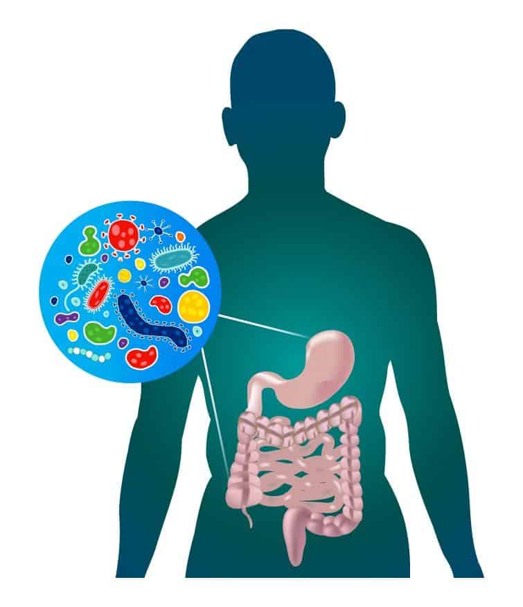 How to Balance Gut Microbiome: A Guide for Modern Families